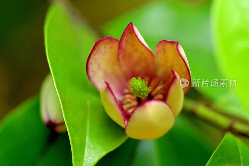 木兰菲戈/米凯莉亚菲戈/香蕉木兰